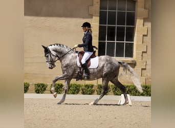 Lusitanien, Hongre, 7 Ans, 164 cm, Gris pommelé