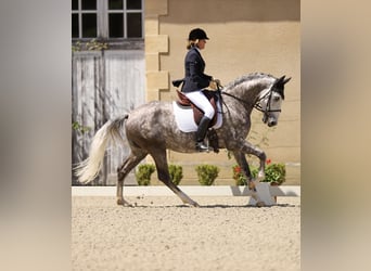 Lusitanien, Hongre, 7 Ans, 164 cm, Gris pommelé