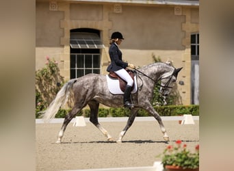 Lusitanien, Hongre, 7 Ans, 164 cm, Gris pommelé