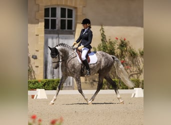 Lusitanien, Hongre, 7 Ans, 164 cm, Gris pommelé