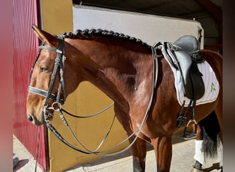 Lusitanien, Hongre, 7 Ans, 165 cm, Bai cerise