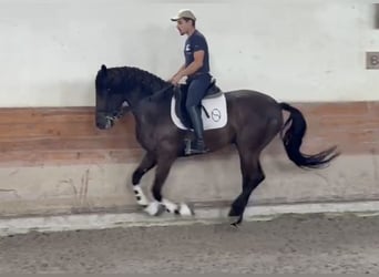 Lusitanien, Hongre, 7 Ans, 165 cm, Noir