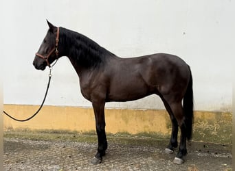 Lusitanien, Hongre, 7 Ans, 165 cm, Noir