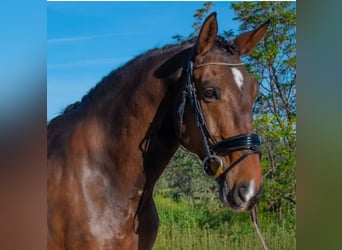 Lusitanien, Hongre, 7 Ans, 169 cm, Bai brun