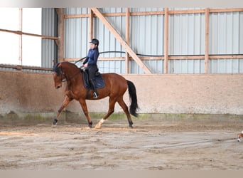 Lusitanien, Hongre, 7 Ans, 170 cm, Bai