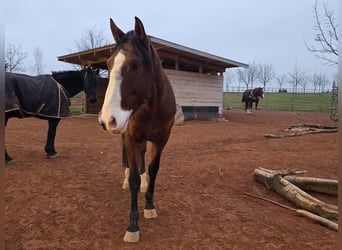 Lusitanien, Hongre, 7 Ans, 170 cm, Bai