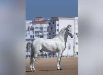 Lusitanien, Hongre, 7 Ans, 170 cm, Blanc