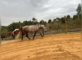 Lusitanien, Hongre, 8 Ans, 152 cm, Isabelle