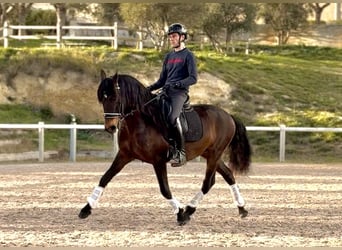 Lusitanien, Hongre, 8 Ans, 153 cm, Bai brun
