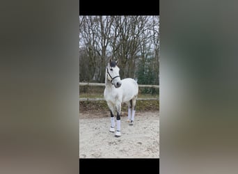 Lusitanien, Hongre, 8 Ans, 157 cm, Gris