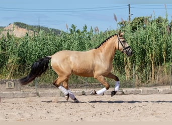 Lusitanien, Hongre, 8 Ans, 158 cm, Buckskin