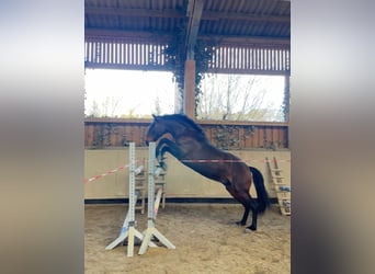 Lusitanien, Hongre, 8 Ans, 159 cm, Bai