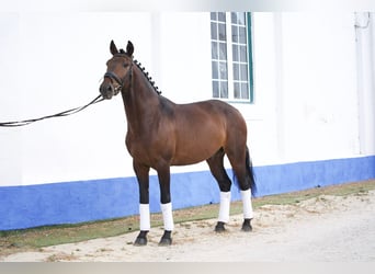 Lusitanien, Hongre, 8 Ans, 159 cm, Bai