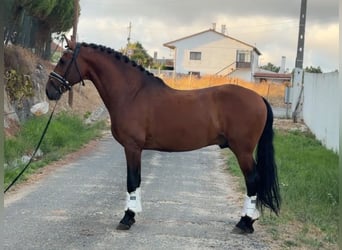 Lusitanien Croisé, Hongre, 8 Ans, 159 cm, Bai