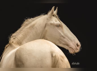 Lusitanien, Hongre, 8 Ans, 159 cm, Perlino