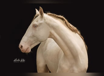 Lusitanien, Hongre, 8 Ans, 159 cm, Perlino