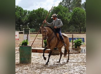 Lusitanien, Hongre, 8 Ans, 160 cm, Buckskin