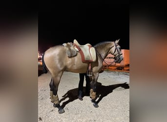 Lusitanien, Hongre, 8 Ans, 160 cm, Buckskin