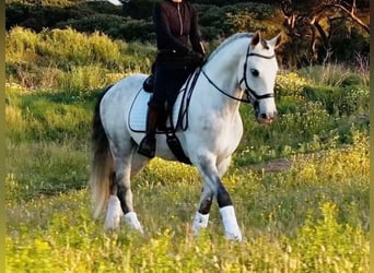 Lusitanien, Hongre, 8 Ans, 160 cm, Gris