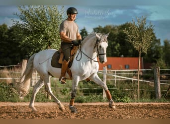 Lusitanien Croisé, Hongre, 8 Ans, 160 cm, Gris