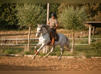 Lusitanien Croisé, Hongre, 8 Ans, 160 cm, Gris