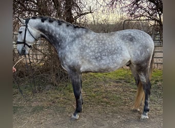 Lusitanien, Hongre, 8 Ans, 164 cm, Gris