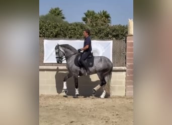 Lusitanien, Hongre, 8 Ans, 164 cm, Gris