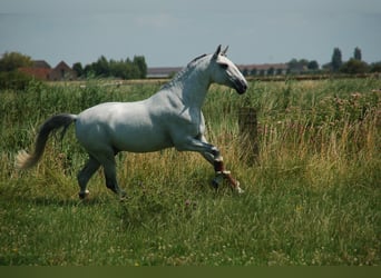 Lusitanien, Hongre, 8 Ans, 164 cm, Gris