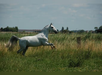 Lusitanien, Hongre, 8 Ans, 164 cm, Gris