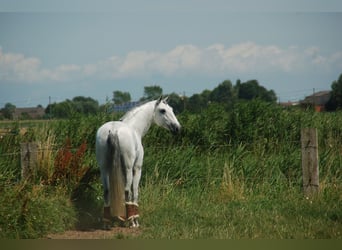 Lusitanien, Hongre, 8 Ans, 164 cm, Gris