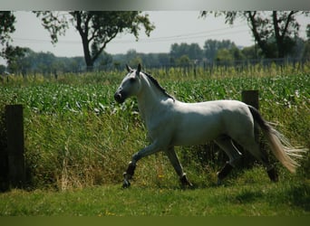 Lusitanien, Hongre, 8 Ans, 164 cm, Gris