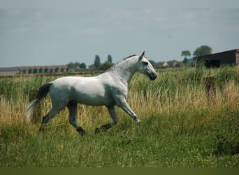 Lusitanien, Hongre, 8 Ans, 164 cm, Gris