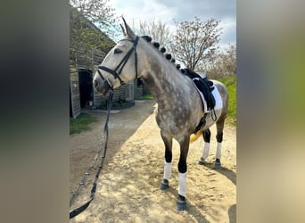 Lusitanien, Hongre, 8 Ans, 164 cm, Gris