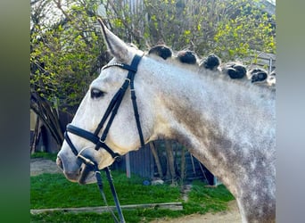 Lusitanien, Hongre, 8 Ans, 164 cm, Gris