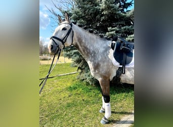Lusitanien, Hongre, 8 Ans, 164 cm, Gris