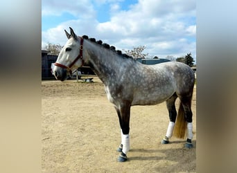 Lusitanien, Hongre, 8 Ans, 164 cm, Gris