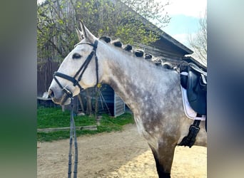 Lusitanien, Hongre, 8 Ans, 164 cm, Gris