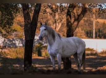 Lusitanien, Hongre, 8 Ans, 166 cm, Gris