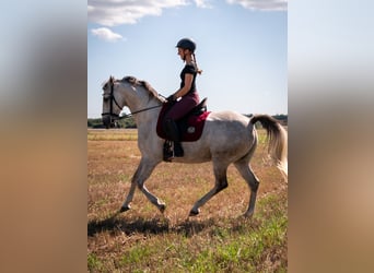 Lusitanien Croisé, Hongre, 9 Ans, 155 cm