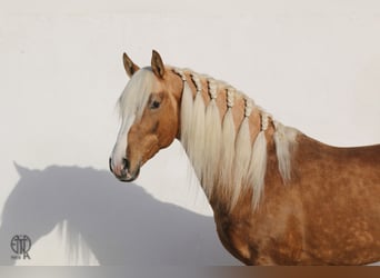 Lusitanien, Hongre, 9 Ans, 157 cm, Palomino