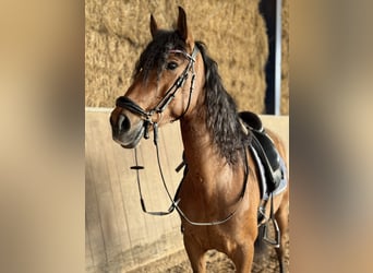 Lusitanien, Hongre, 9 Ans, 160 cm, Bai