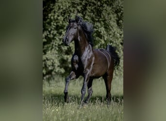 Lusitanien, Hongre, 9 Ans, 163 cm, Noir