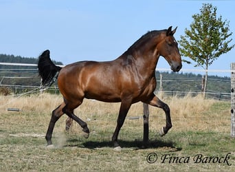 Lusitanien, Hongre, 9 Ans, 164 cm, Bai
