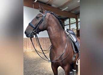 Lusitanien, Hongre, 9 Ans, 164 cm, Bai