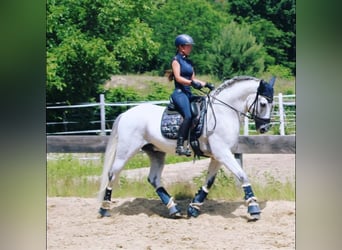 Lusitanien, Hongre, 9 Ans, 164 cm, Gris