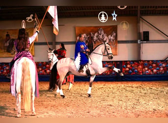 Lusitanien Croisé, Hongre, 9 Ans, 167 cm, Isabelle