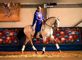 Lusitanien Croisé, Hongre, 9 Ans, 167 cm, Isabelle