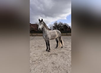 Lusitanien Croisé, Hongre, 9 Ans, 179 cm, Gris pommelé