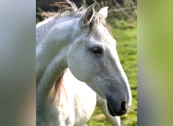 Lusitanien, Jument, 10 Ans, 153 cm, Gris moucheté