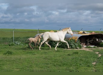 Lusitanien, Jument, 10 Ans, 160 cm, Perlino